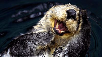 Sea otter (Enhydra lutris), also called great sea otter, rare, completely marine otter of the northern Pacific, usually found in kelp beds. Floats on back. Looks like sea otter laughing. saltwater otters