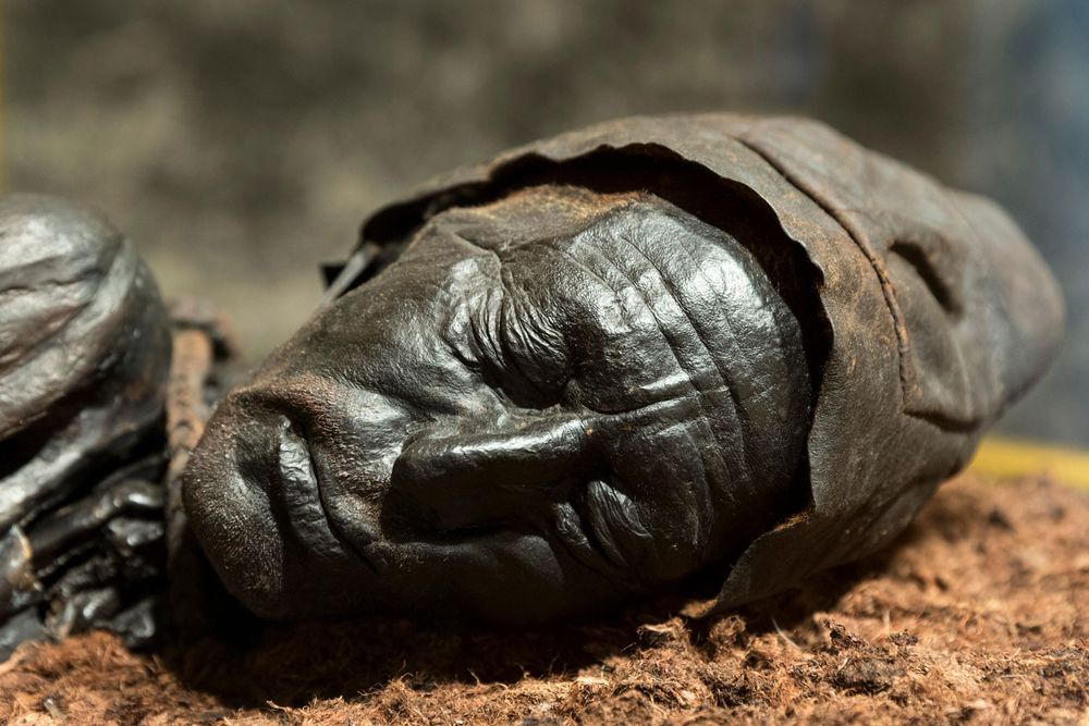 Bog body. Head of Tollund Man. Died at about age 30-40, Dated to about 280 BCE early Iron Age. Found Bjaeldskovdal bog Denmark in 1950 near Elling Woman. Most well preserved bog body to date. Human remains mummified in natural peat bogs. mummy, embalm