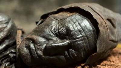 Bog body. Head of Tollund Man. Died at about age 30-40, Dated to about 280 BCE early Iron Age. Found Bjaeldskovdal bog Denmark in 1950 near Elling Woman. Most well preserved bog body to date. Human remains mummified in natural peat bogs. mummy, embalm