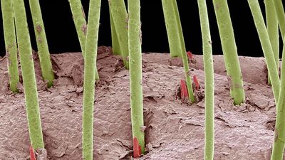 Human eyelashes under magnifcation. Colored scanning electron micrograph (SEM) of human eyelash mites