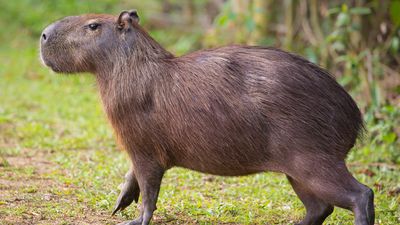 A capybara (Hydrochoerus hydrochaeris), Pantanal, Brazil. (rodents, carpincho, water hog)