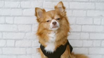 Brown chihuahua sitting on the floor, resting and squinting at a camera on a white brick wall background. (dogs, pets)