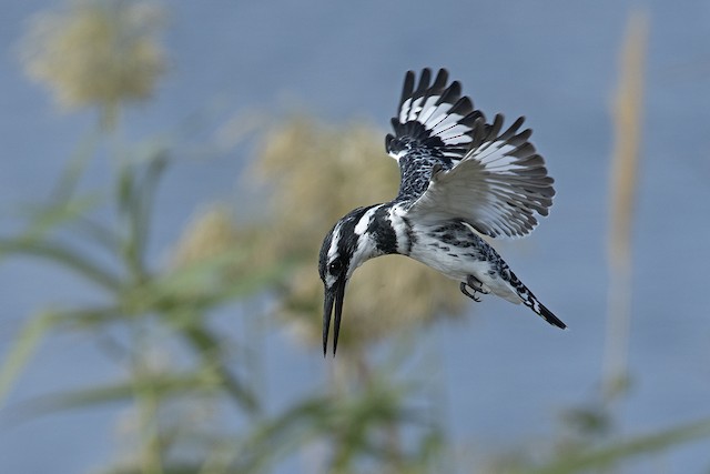 Pied Kingfisher ML122661411