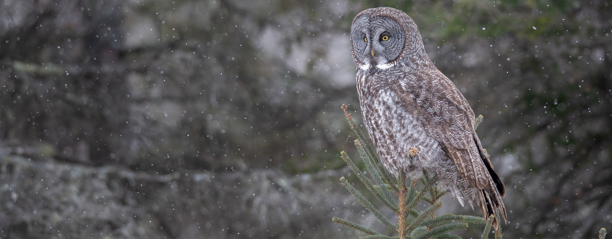 Great Gray Owl