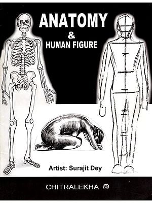 Anatomy & Human Figure