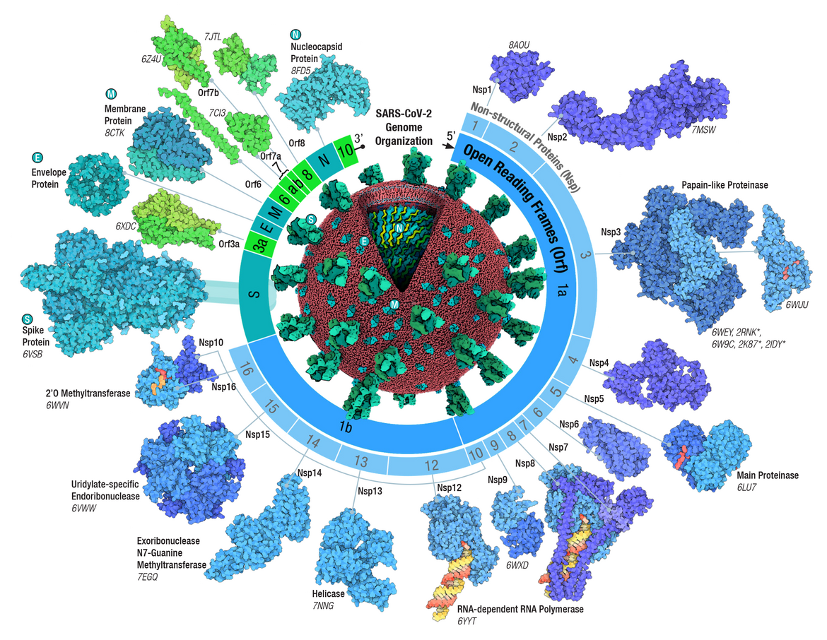 Adapted from Architecture of the SARS-CoV-2 genome and proteome in Evolution of the SARS-CoV-2 proteome in three dimensions (3D) during the first 6 months of the COVID-19 pandemic <I>Proteins: Structure, Function, and Bioinformatics</I> (2022) 90: 1054-1080; doi: <a href="http://222.178.203.72:19005/whst/63/=cnhznqf//10.1002/prot.26250">10.1002/prot.26250</a>