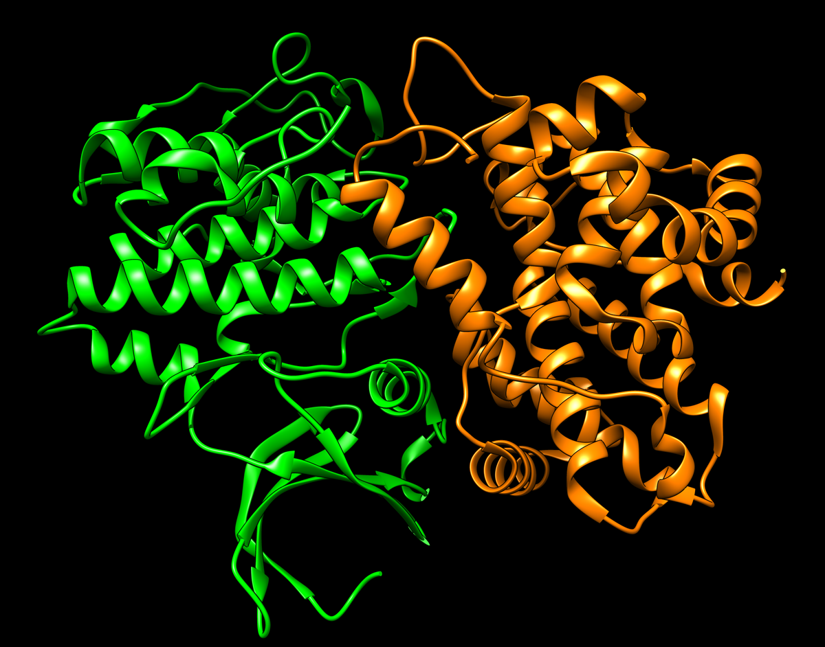 CDK with Cyclin