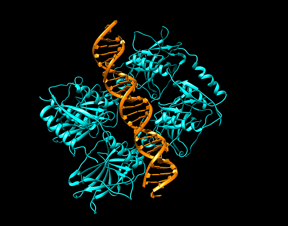 p53 bound to DNA