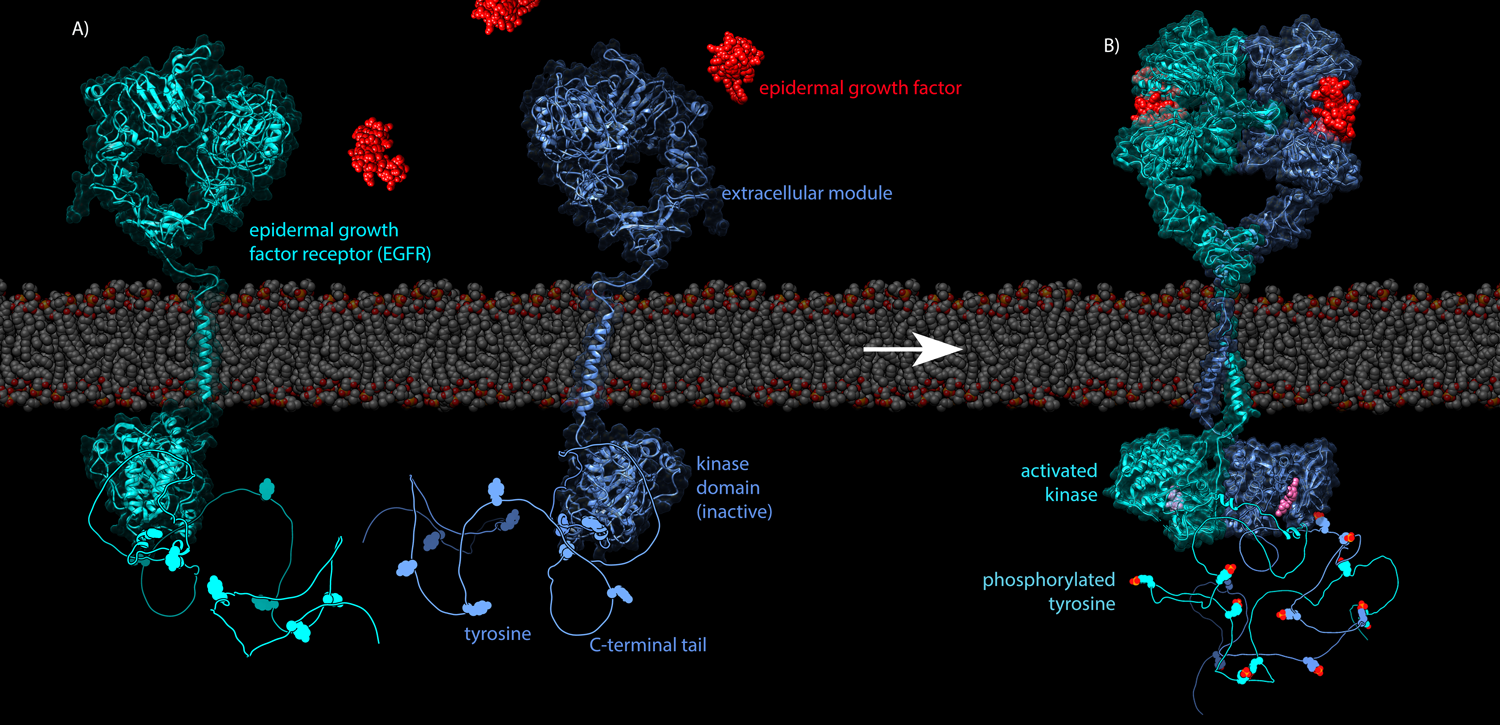 EGF Receptor dimerization