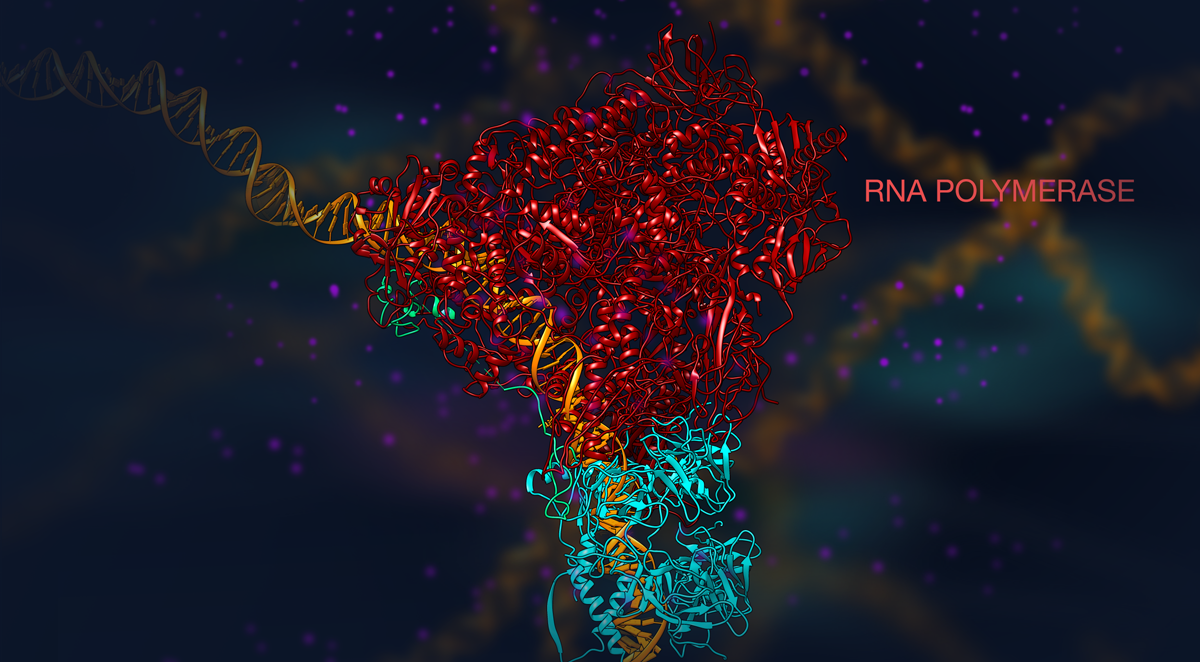 p53: phosphorylation and DNA binding