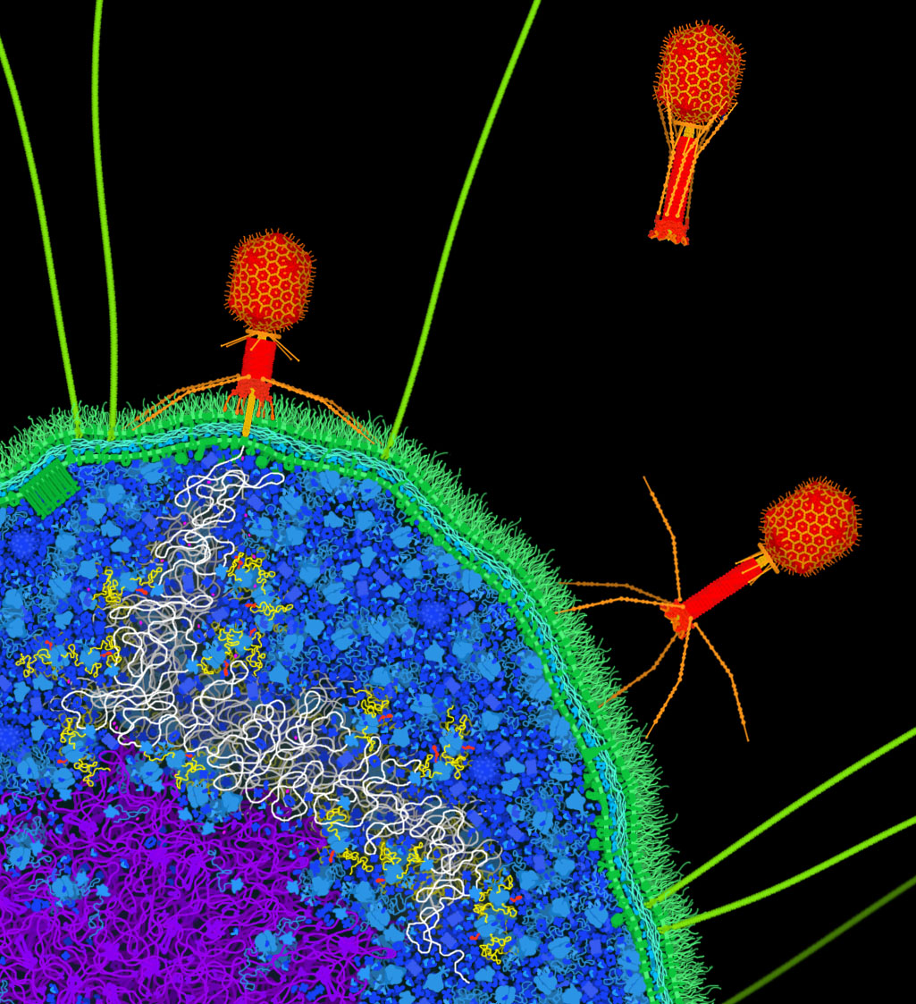 Viruses infect cells and force them to produce new viruses