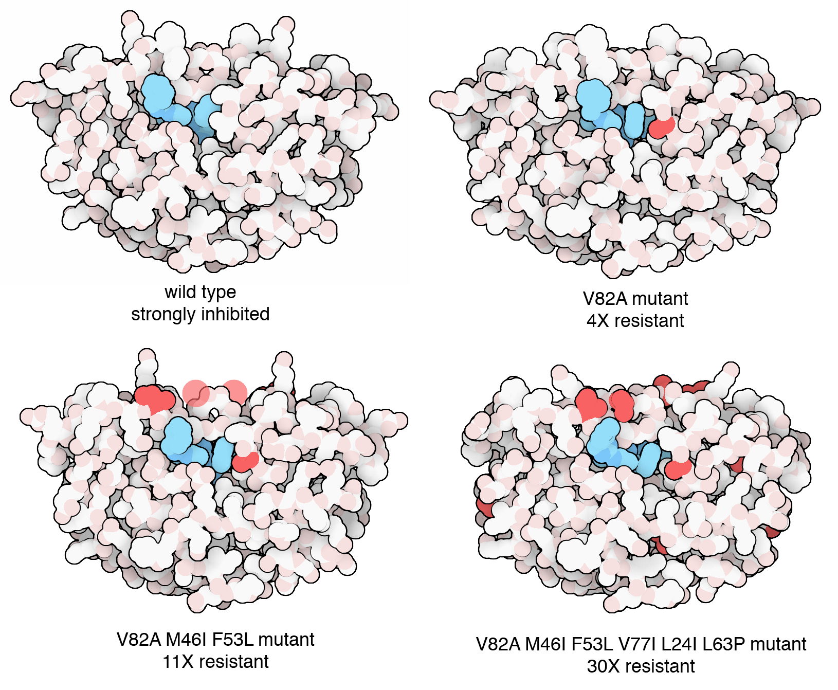 Viruses rapidly evolve to infect new hosts and to become resistant to drug therapy