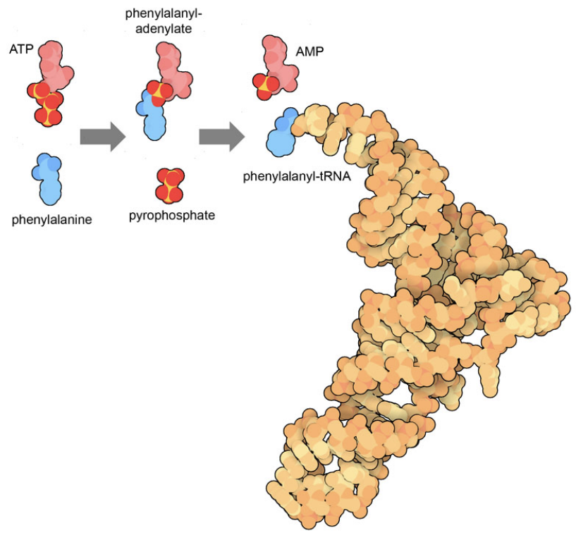 DNA polymerase eta from PDB entry 1rys