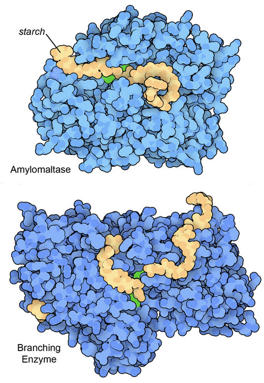 Glucose distributes energy resources throughout our bodies