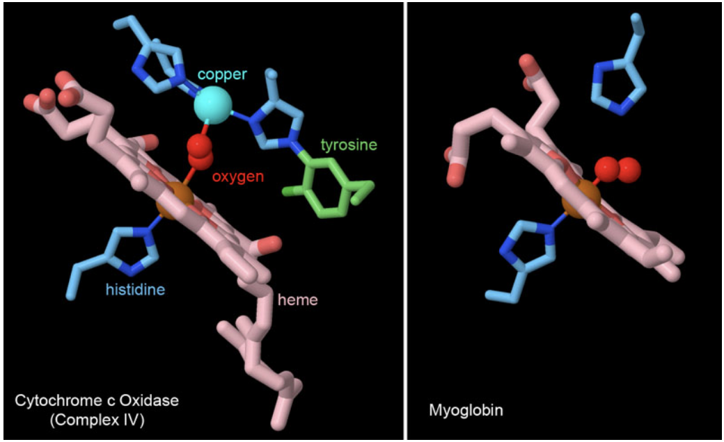 Snail protein from PDB entry 3w5k