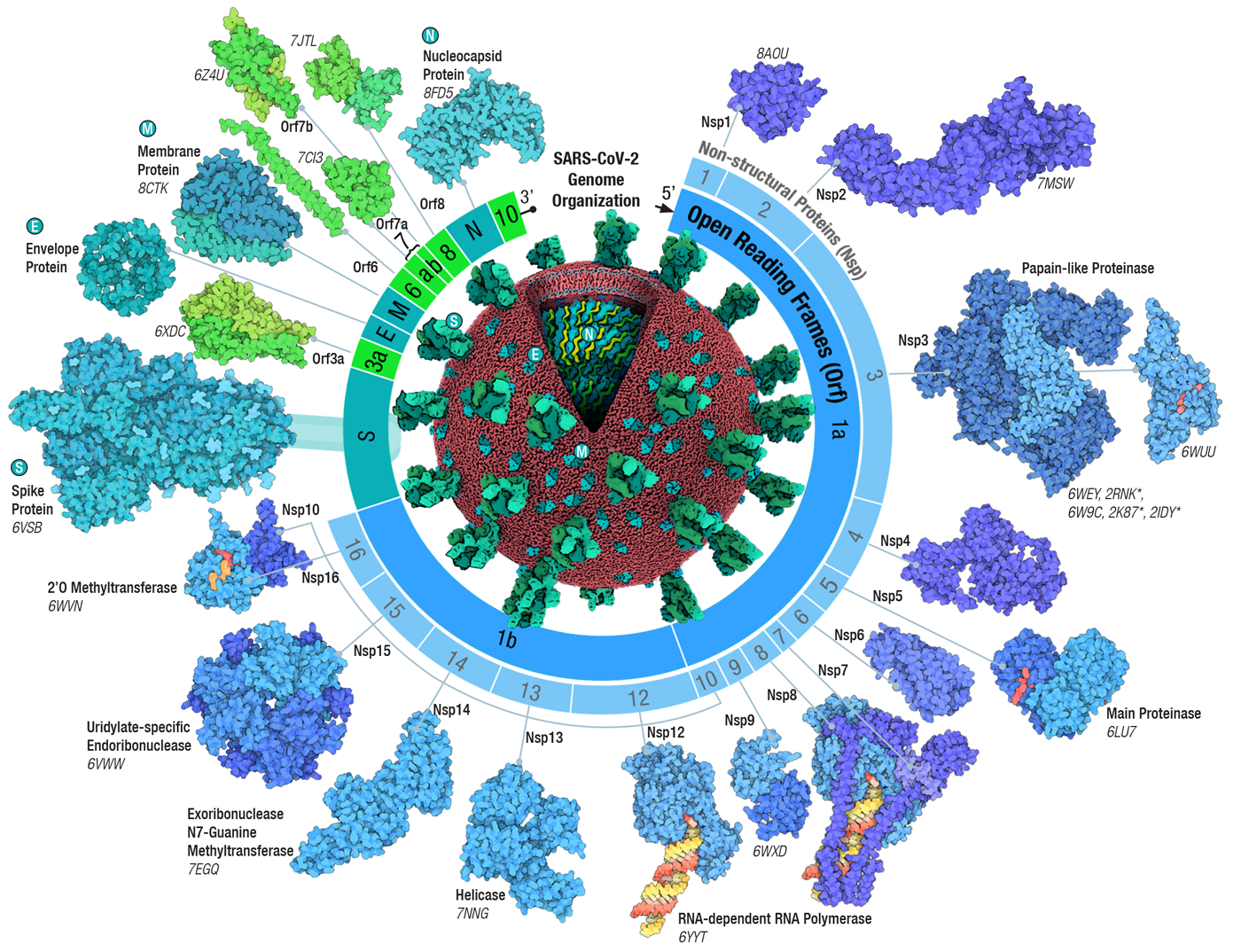 <a href="http://222.178.203.72:19005/whst/63/=oca0.0zqbraznqf//learn/flyers-posters-and-other-resources/flyer/sars-cov-2-genome-and-proteins">PDB-101 Flyer: SARS-CoV-2 Genome and Proteins</a>