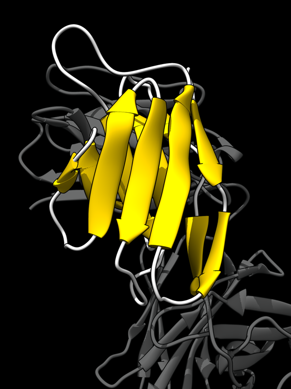 3D structure beta sandwich from PSB structure 1mcp