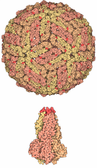 Dengue virus capsid (top) and the conformation of the envelope glycoprotein involved in membrane fusion.