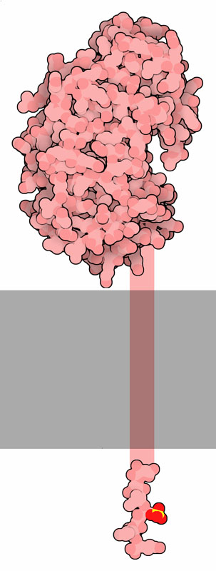 Beta-Secretase. The membrane spanning portion, which is not included in the structures, is shown schematically.