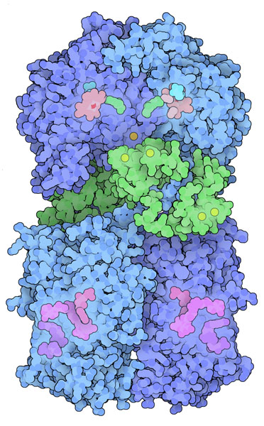 Neuronal nitric oxide synthase.