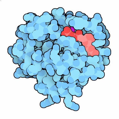 Ras protein with a non-hydrolyzable analogue of GTP.