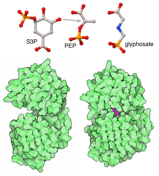 Open and closed forms of EPSP synthase are shown at the bottom, and the reaction it performs is shown at the top, along with the herbicide glyphosate.