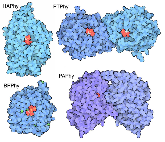 Four classes of phytases. Three of these structures have phytic acid or a close analog bound in the active site, and the PAPhy has phosphate.