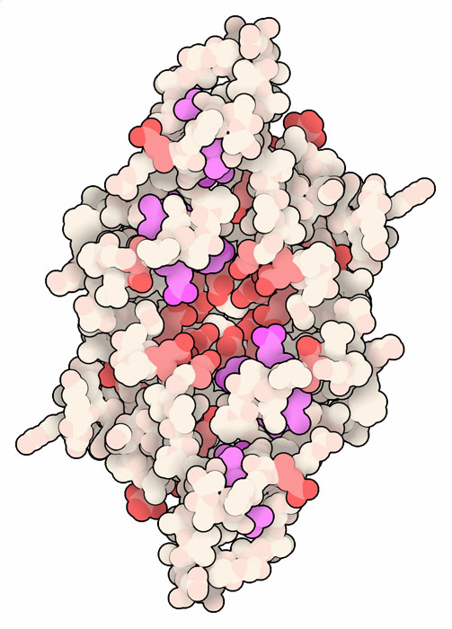 Magnetochrome (MamP) with acidic amino acids in red and hemes in magenta.