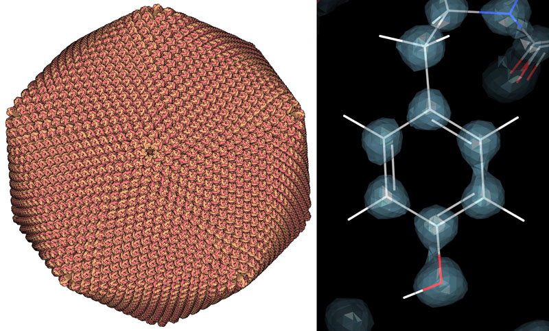 Faustovirus (left) and a tyrosine from crambin (right) showing electron density.