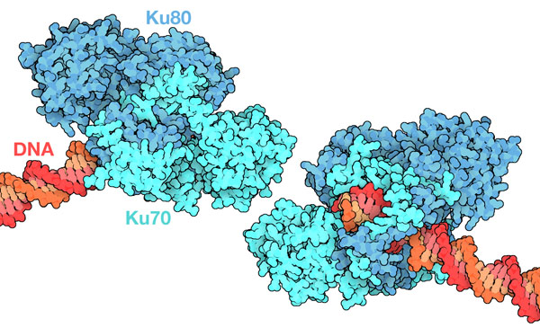 Recognition of broken DNA ends by Ku70 and Ku80.