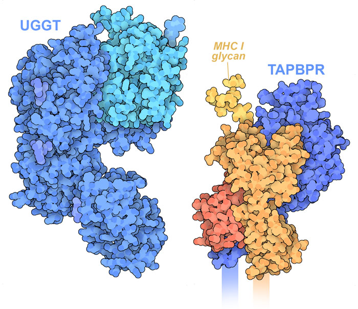 UGGT and the complex of MHC I with TAPBPR. The glycan on MHC I is not included in the structure of the complex, and is shown here using a structure from PDB ID 6cbp. In UGGT, the portion in darker blue recognizes MHC I, and the portion in turquoise performs the sugar-adding reaction.