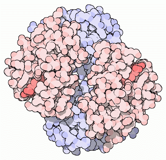 Hemoglobin, with hemes in red.