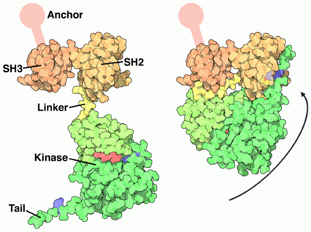 Active (left) and inactive (right) conformations of src tyrosine kinase.