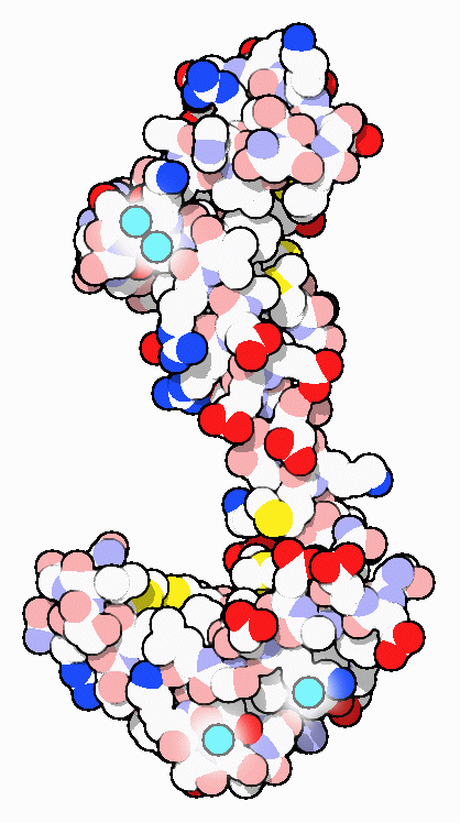 Calmodulin, with bound calcium in turquoise.