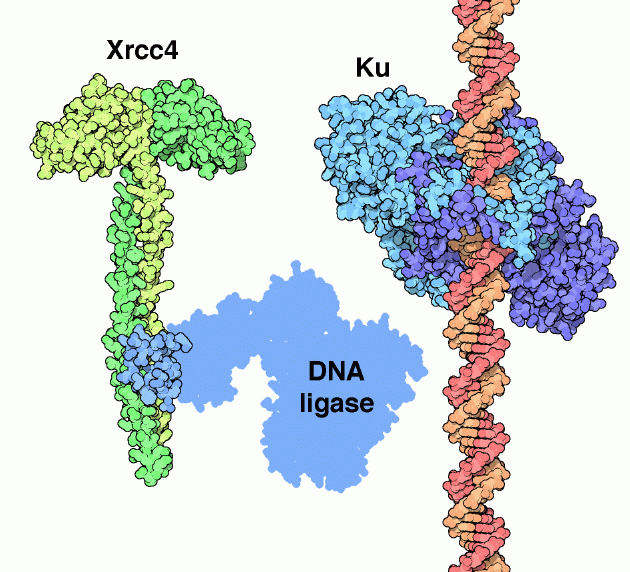 Proteins involved in non-homologous end joining.