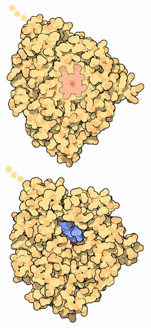 Cytochrome P450 3A4 (top) bound to erythromycin (bottom).