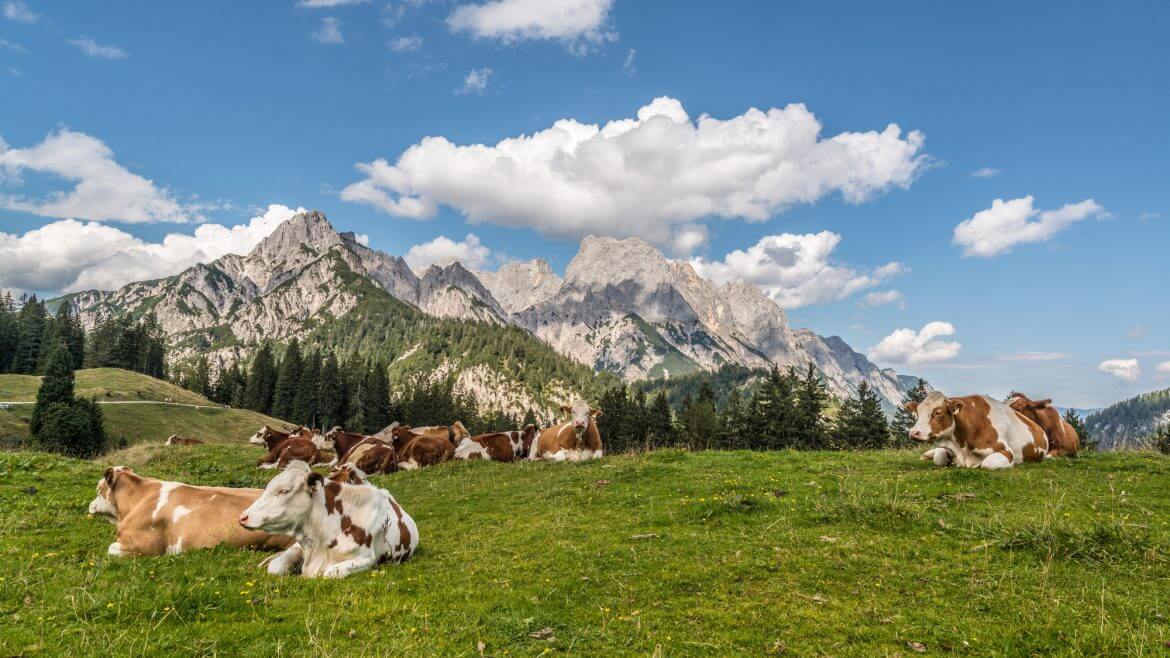 Kühe rasten auf der Alm vor Gipfelpanorama