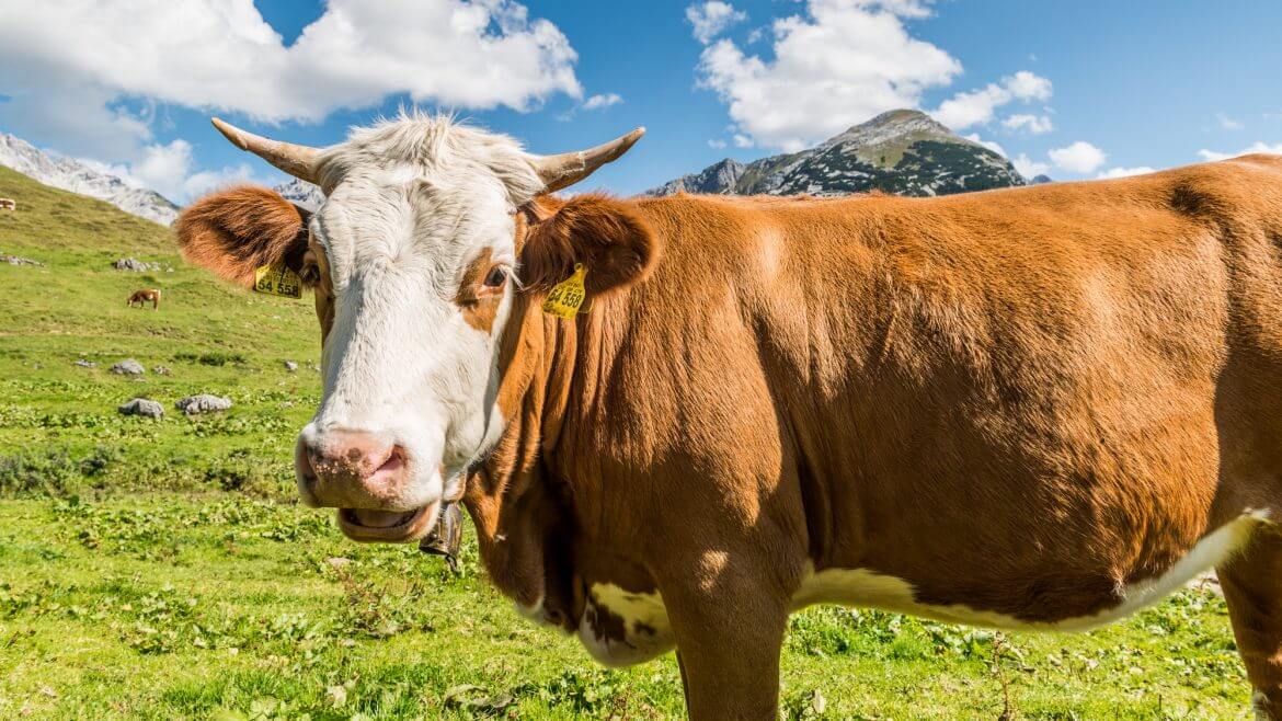 Kuh in Nahaufnahme auf der Alm