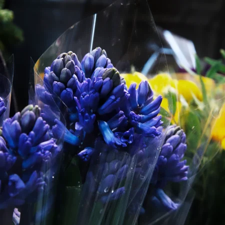 Bouquet de Jacinthes, par Verveine Paris, fleuriste à Paris