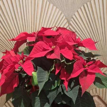 poinsettia, par Art Floral Le Puy en Velay, fleuriste à Le Puy-en-Velay