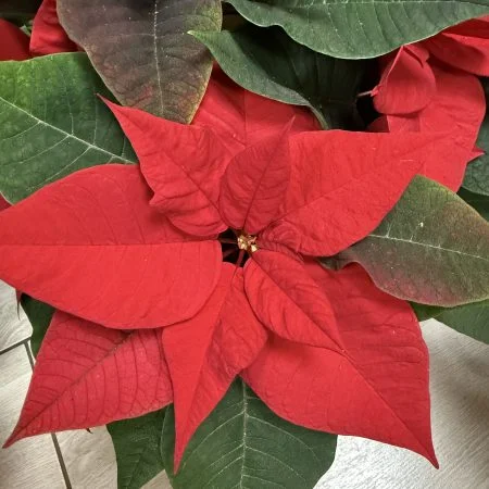 Poinsettia, par Atypique Végétal, fleuriste à Saint-Pardoux-du-Breuil