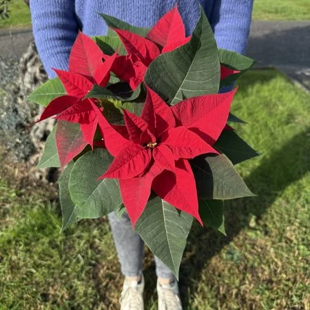 Poinsettia, par Atypique Végétal, fleuriste à Saint-Pardoux-du-Breuil