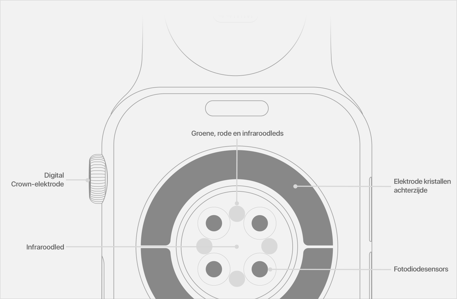 Een diagram van de achterkant van een Apple Watch met labels voor de infraroodleds, de fotodiodesensors en de elektrode van de kristallen achterzijde.