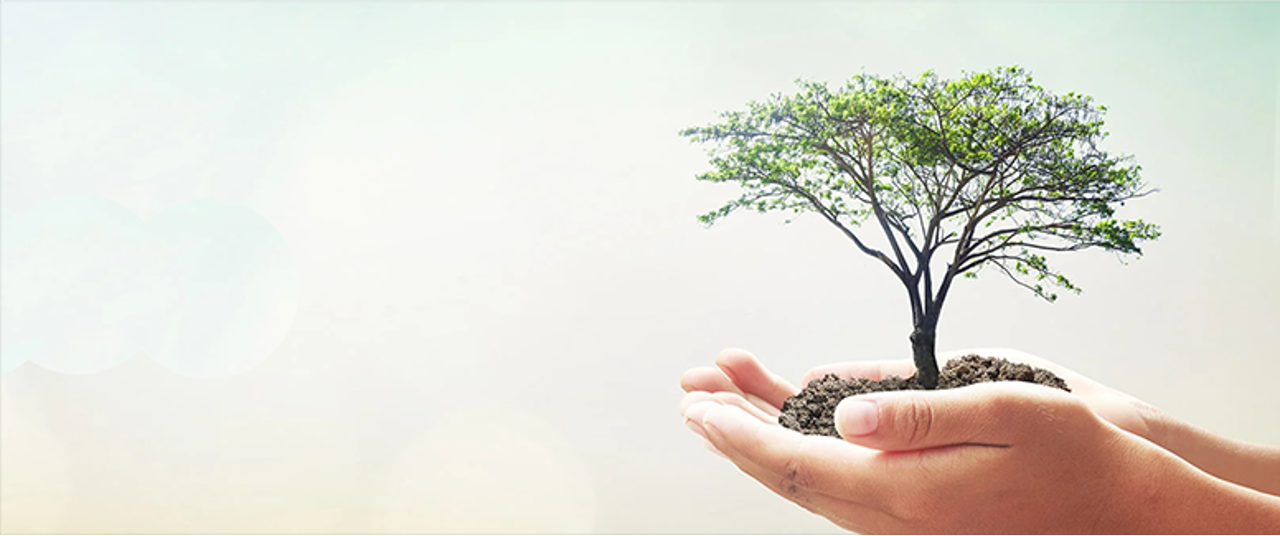 hands holding a tree