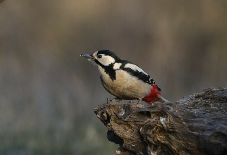 Monitoring of high-conservation value species in the forests – Watch the video!