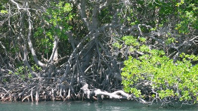 Marine and coastal ecosystem restoration for climate change adaptation in the Caribbean (Guadalupe, French Oversea region)