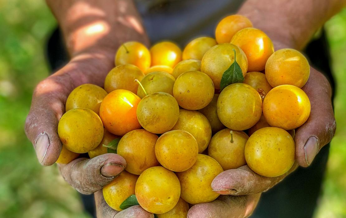 Farmer holding produce.