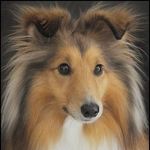 SheltieLove