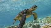 A Sea Turtle