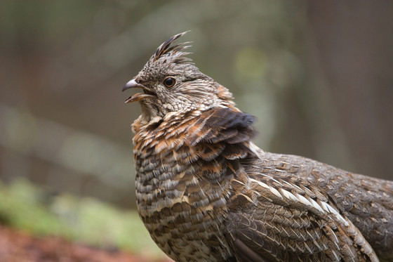 Wisconsin DNR news release